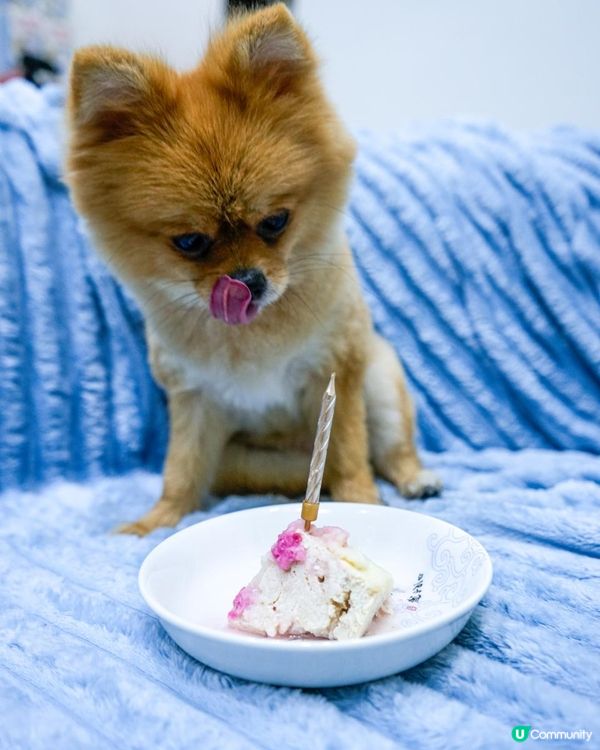 🐶愛毛客寵物鮮食狗狗蛋糕開箱 | 毛孩生日專屬的儀式感🎂