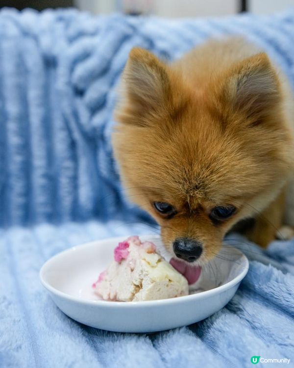 🐶愛毛客寵物鮮食狗狗蛋糕開箱 | 毛孩生日專屬的儀式感🎂