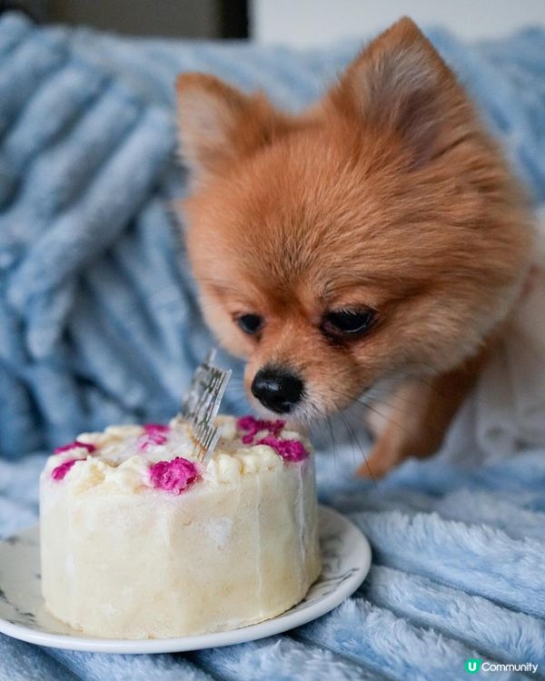 🐶愛毛客寵物鮮食狗狗蛋糕開箱 | 毛孩生日專屬的儀式感🎂