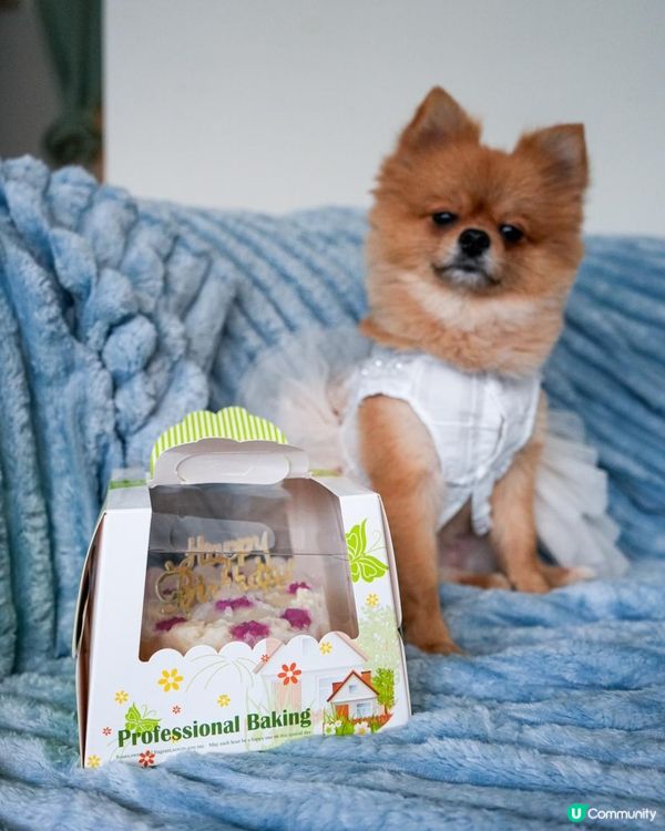 🐶愛毛客寵物鮮食狗狗蛋糕開箱 | 毛孩生日專屬的儀式感🎂