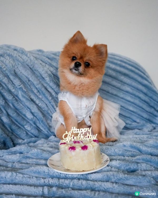 🐶愛毛客寵物鮮食狗狗蛋糕開箱 | 毛孩生日專屬的儀式感🎂