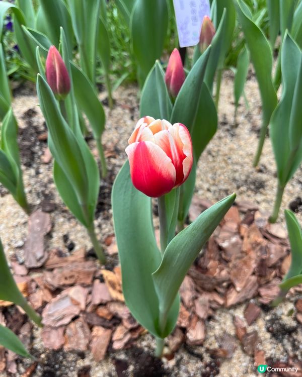 深圳仙湖🌵 植物園探險記！