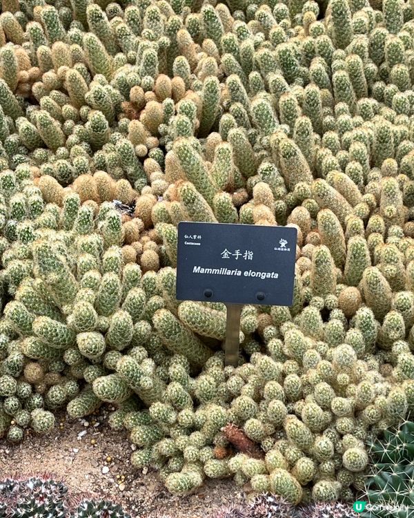 深圳仙湖🌵 植物園探險記！