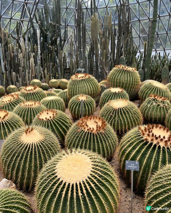 深圳仙湖🌵 植物園探險記！