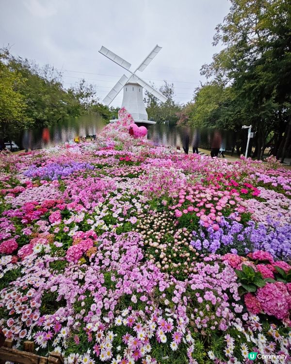荷蘭花卉小鎮✨白色的風車︱超美花海🌷🌹︱歐式風格