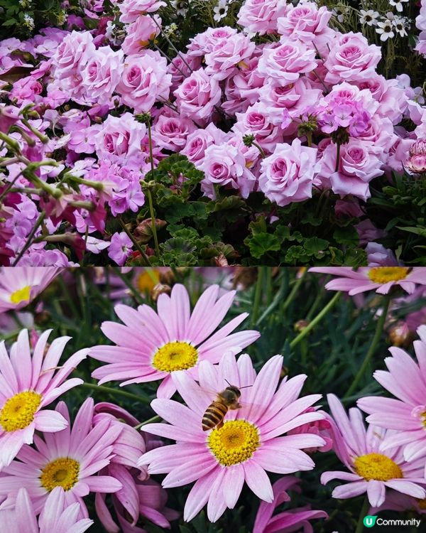 荷蘭花卉小鎮✨白色的風車︱超美花海🌷🌹︱歐式風格