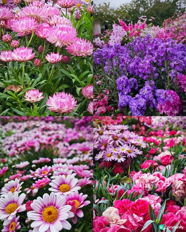 荷蘭花卉小鎮✨白色的風車︱超美花海🌷🌹︱歐式風格