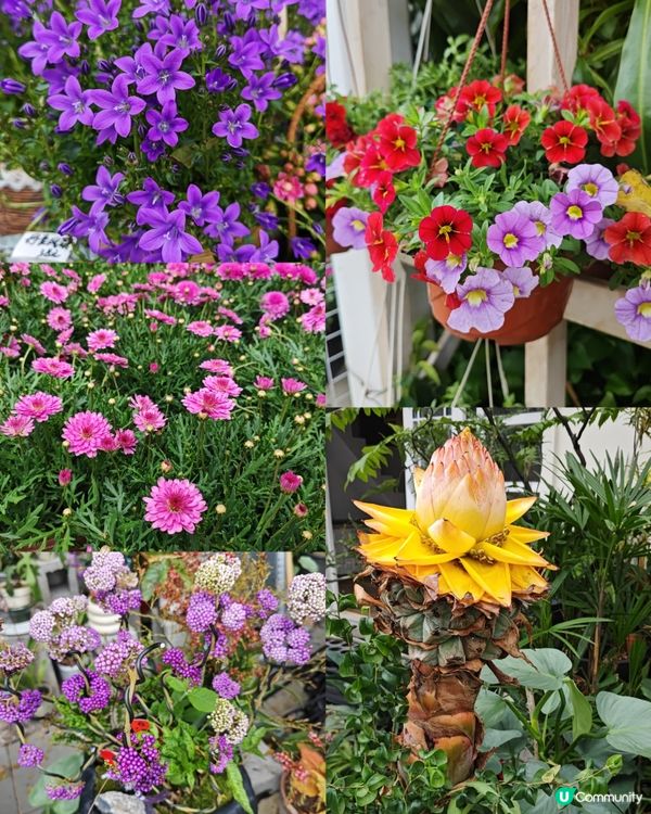 荷蘭花卉小鎮✨白色的風車︱超美花海🌷🌹︱歐式風格