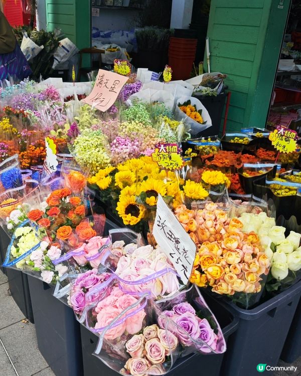 荷蘭花卉小鎮✨白色的風車︱超美花海🌷🌹︱歐式風格