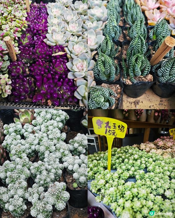 荷蘭花卉小鎮✨白色的風車︱超美花海🌷🌹︱歐式風格