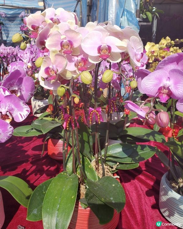 《靚靚蘭花 @維園年宵花市》