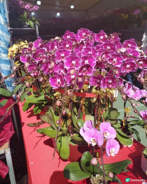 《靚靚蘭花 @維園年宵花市》