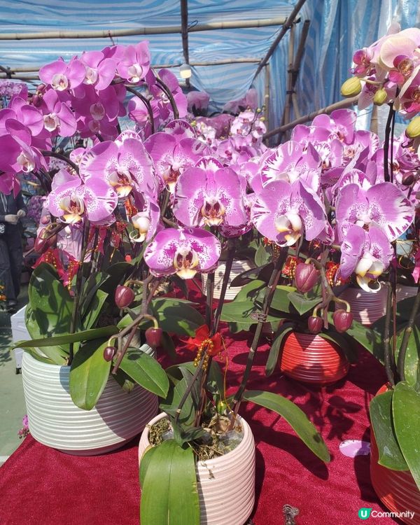 《靚靚蘭花 @維園年宵花市》