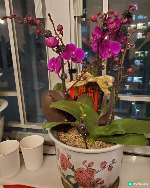 《靚靚蘭花 @維園年宵花市》