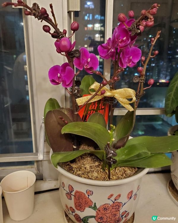 《靚靚蘭花 @維園年宵花市》