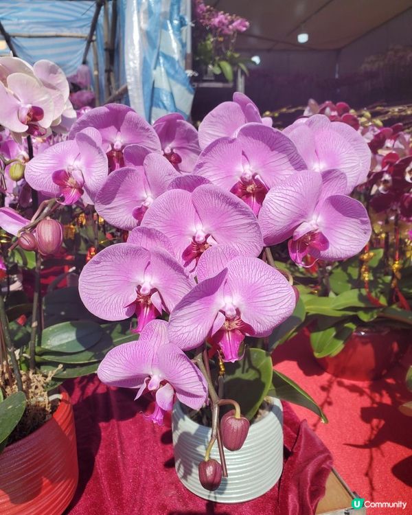《靚靚蘭花 @維園年宵花市》
