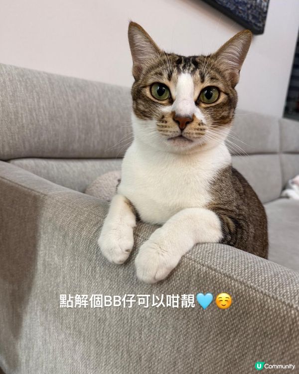 為什麼貓可以咁可愛？