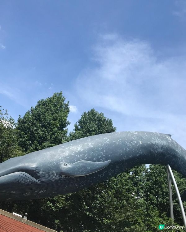 恐龍化石及動物標本