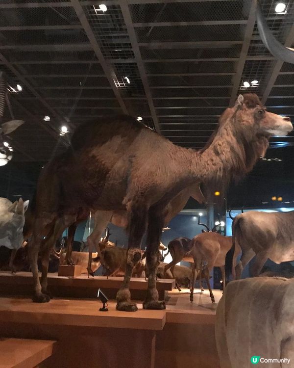 恐龍化石及動物標本