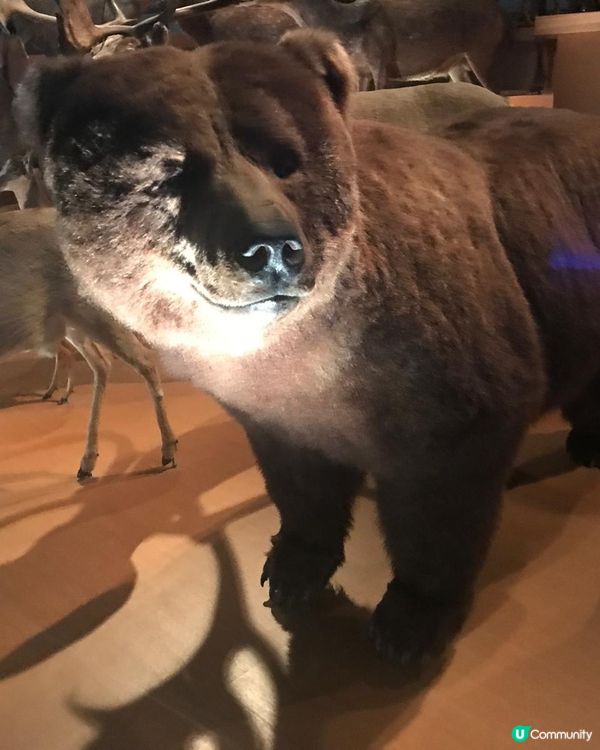 恐龍化石及動物標本