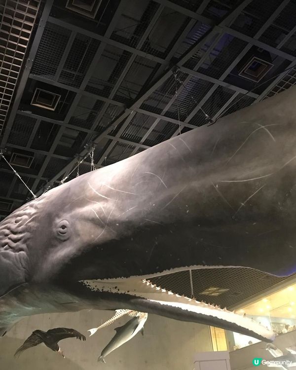 恐龍化石及動物標本