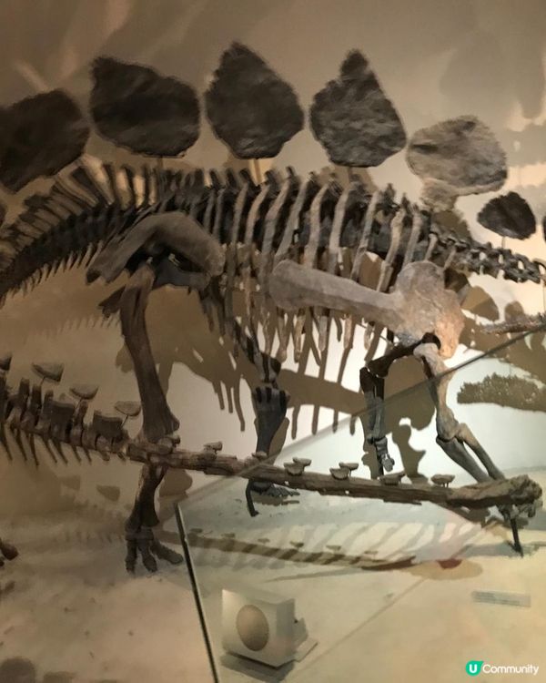 恐龍化石及動物標本