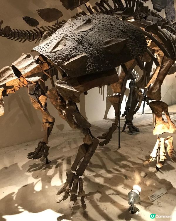 恐龍化石及動物標本