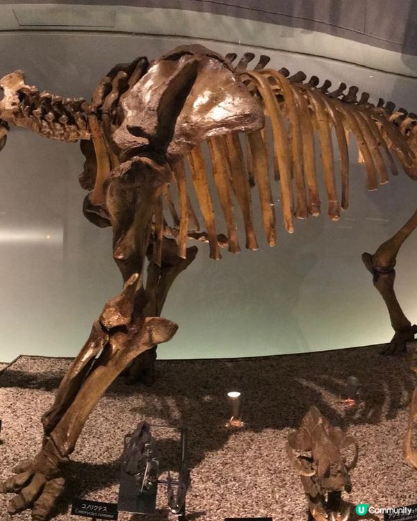 恐龍化石及動物標本