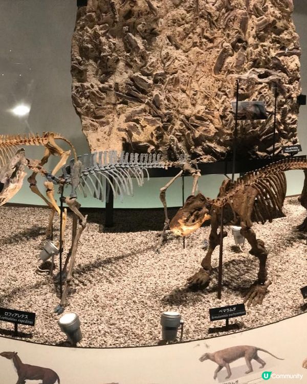 恐龍化石及動物標本