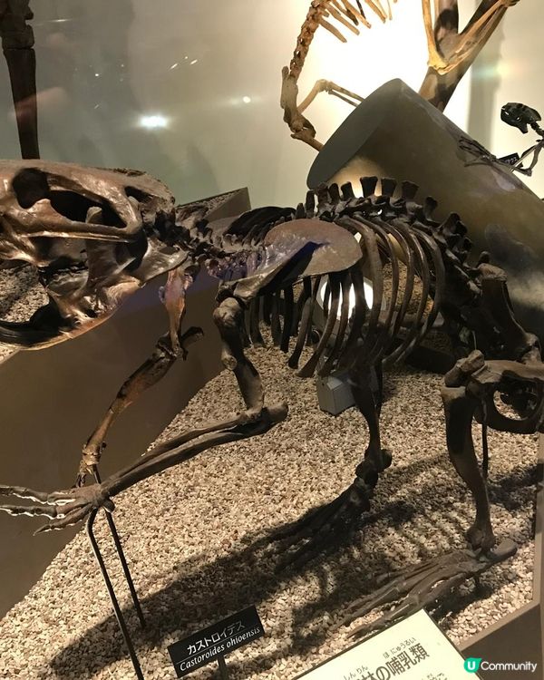 恐龍化石及動物標本