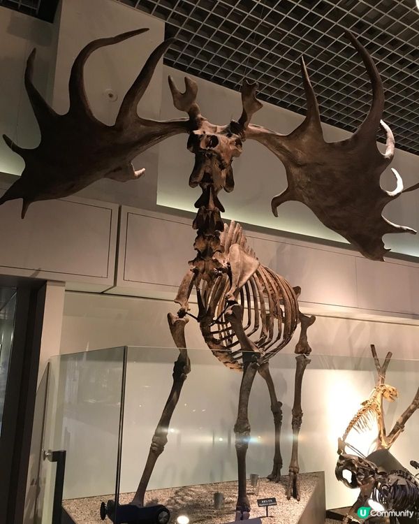 恐龍化石及動物標本