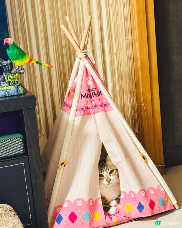 🐱：有事啓奏，冇事退朝🥱🥱🥱