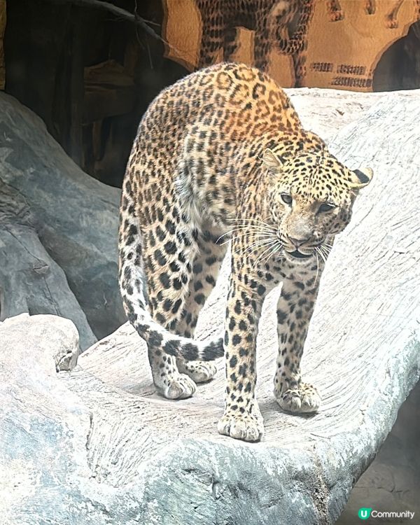 又來長鹿啦⋯⋯