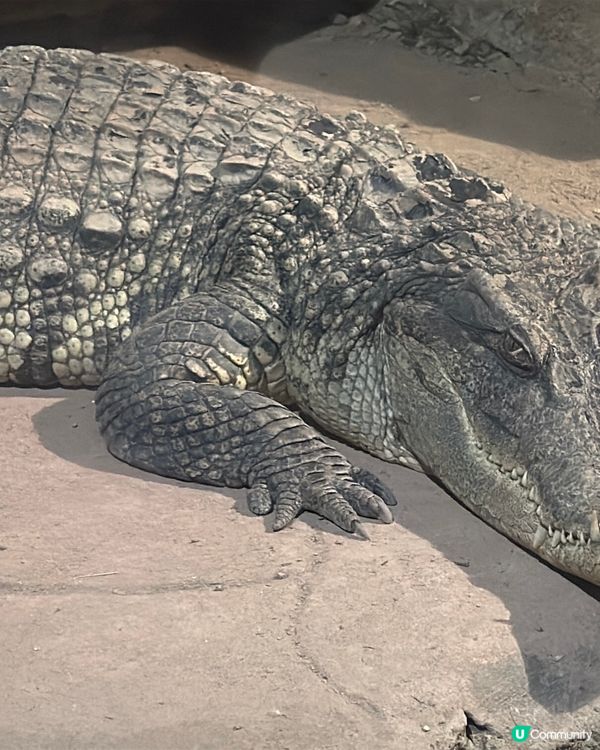 又來長鹿啦⋯⋯