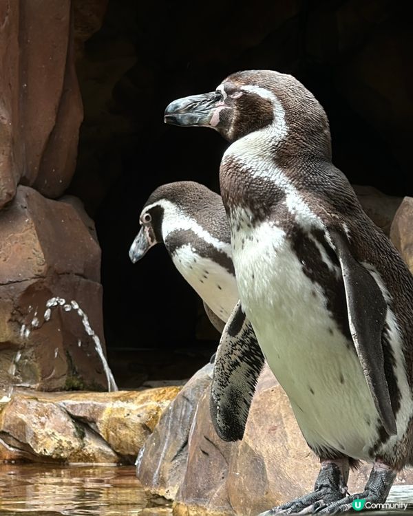 又來長鹿啦⋯⋯