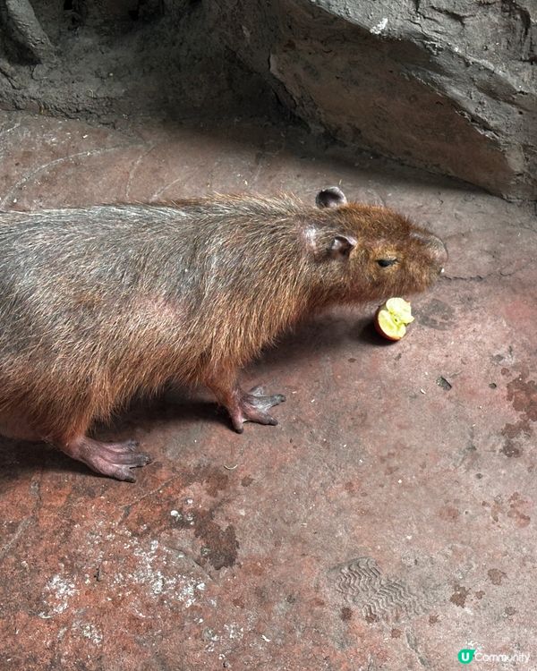 又來長鹿啦⋯⋯