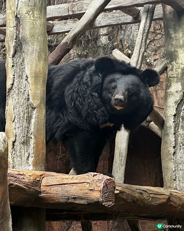 又來長鹿啦⋯⋯