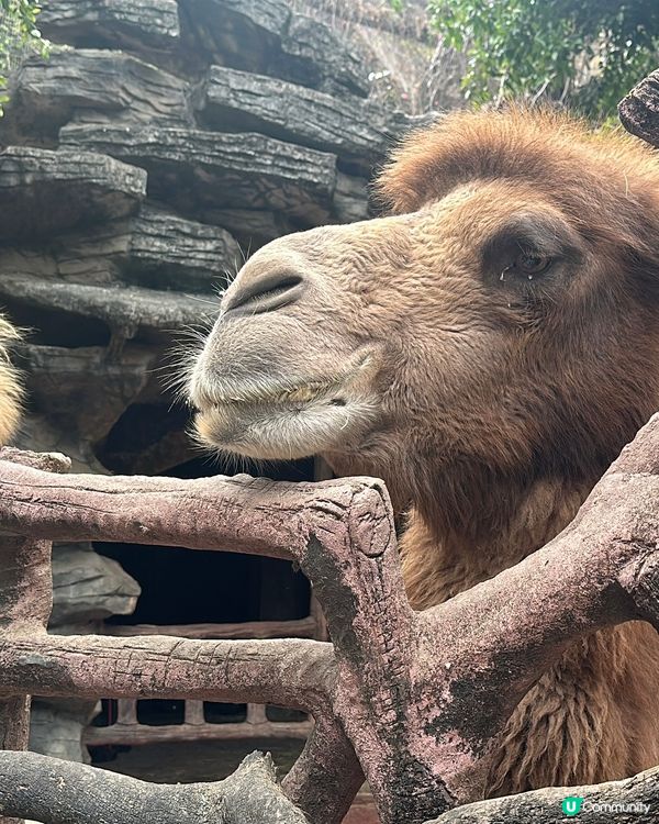 又來長鹿啦⋯⋯