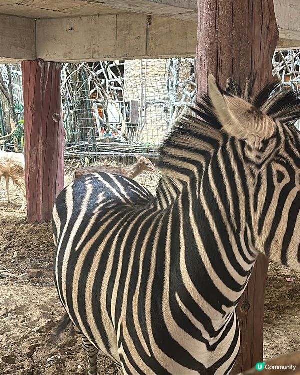 又來長鹿啦⋯⋯