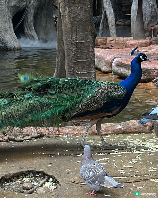 又來長鹿啦⋯⋯