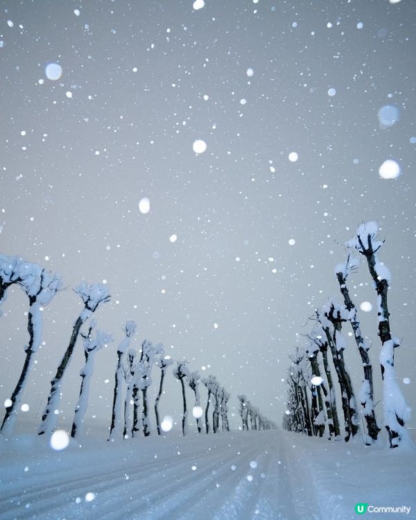 新潟豪雪美景❄️ 出行也要小心！