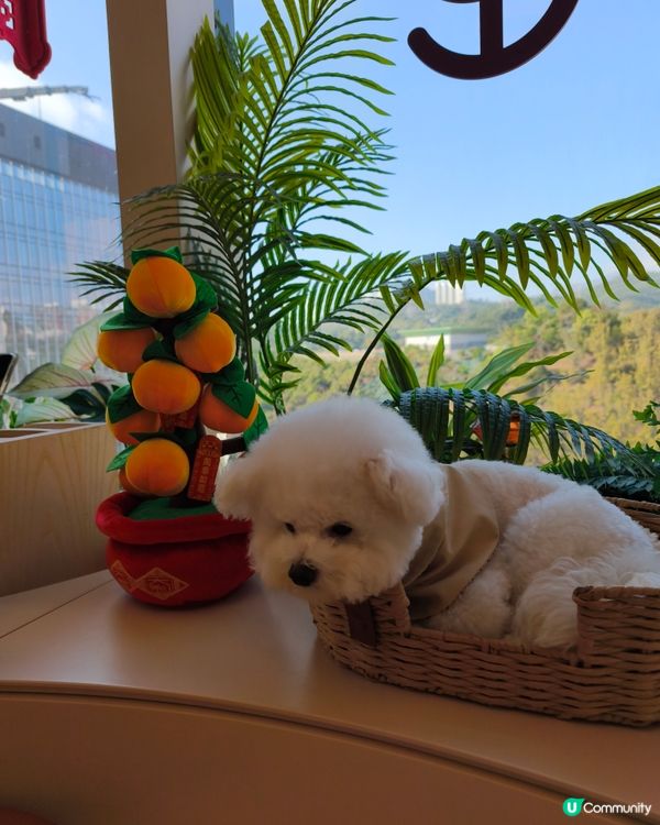 新年前抽左少少時間去左荔枝角既 Build Your Bea...