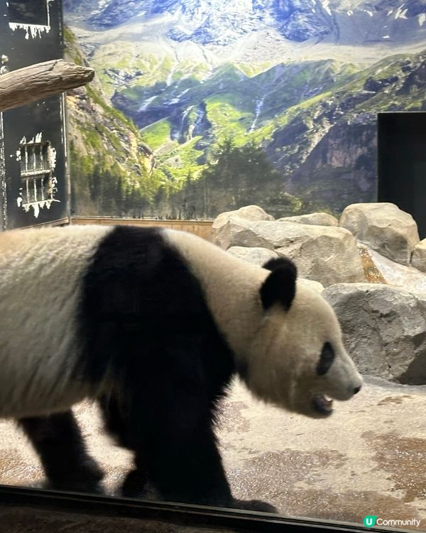 🇯🇵東京上野動物園有幾多隻大熊貓🐼？