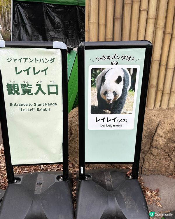 🇯🇵東京上野動物園有幾多隻大熊貓🐼？
