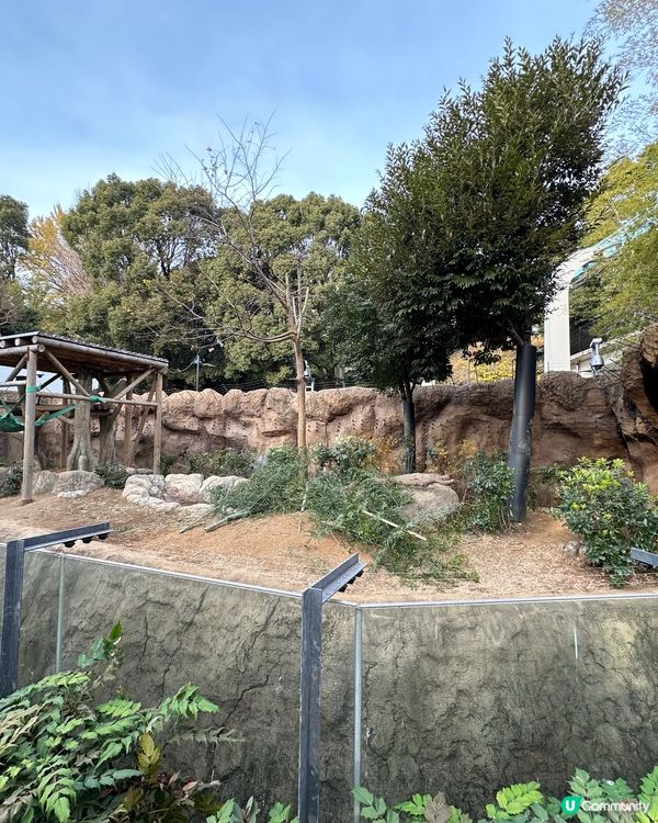 🇯🇵東京上野動物園有幾多隻大熊貓🐼？