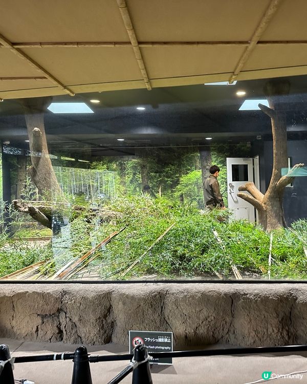 🇯🇵東京上野動物園有幾多隻大熊貓🐼？