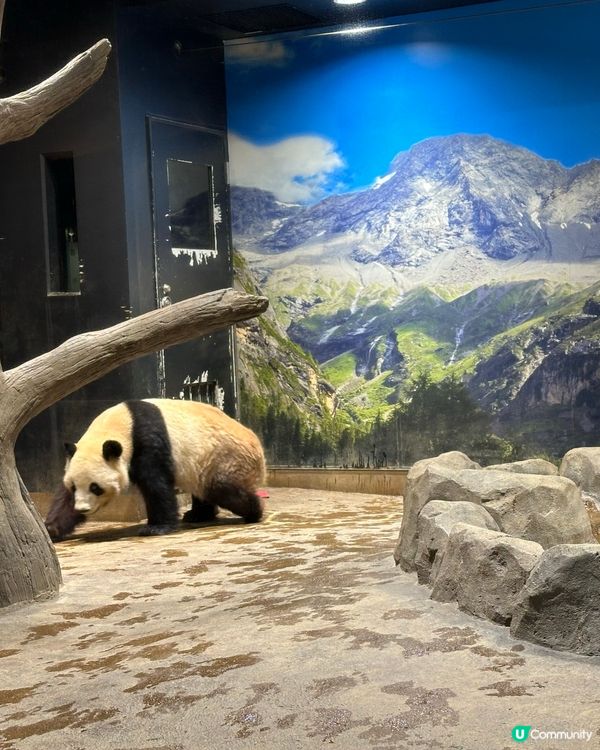 🇯🇵東京上野動物園有幾多隻大熊貓🐼？