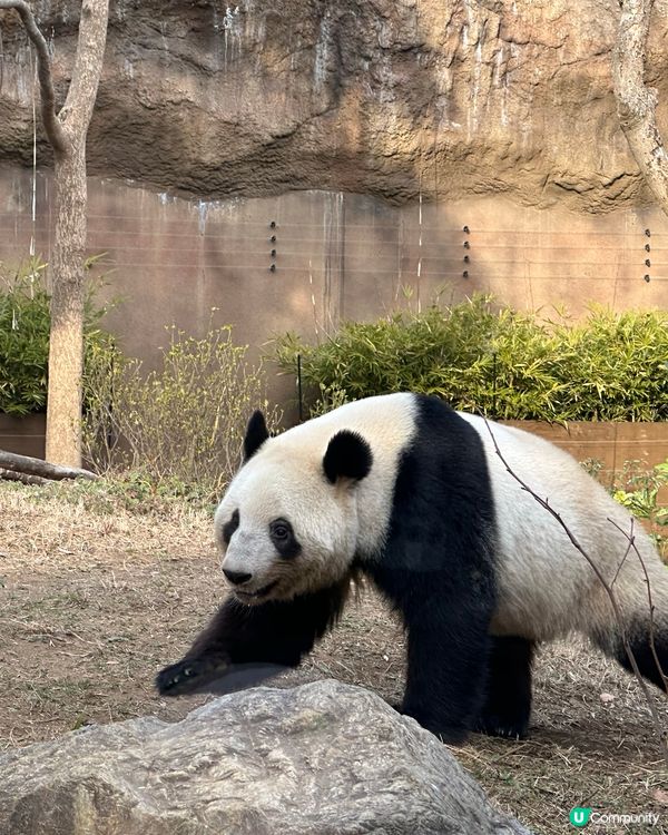 🇯🇵東京上野動物園有幾多隻大熊貓🐼？
