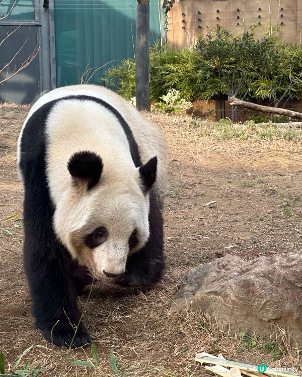 🇯🇵東京上野動物園有幾多隻大熊貓🐼？