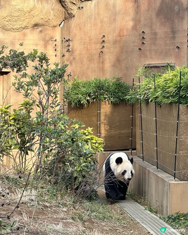 🇯🇵東京上野動物園有幾多隻大熊貓🐼？